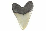 Fossil Megalodon Tooth - North Carolina #299038-2